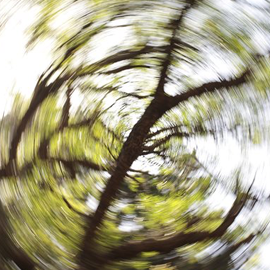 Spinning tree