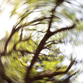 Spinning tree